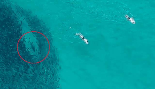 Los amigos estuvieron casi una hora en el lugar, sin darse cuenta del peligro. Foto: Drone Shark App / Facebook