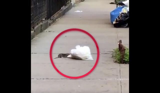 YouTube: la determinación de una rata por conseguir comida la volvió famosa en la red [VIDEO]