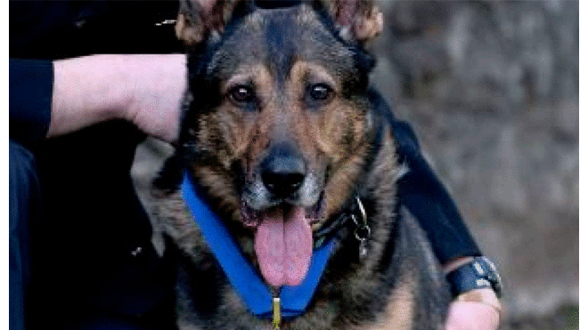Ley Finn: Maltrato a perros y caballos de servicio policial será sancionado