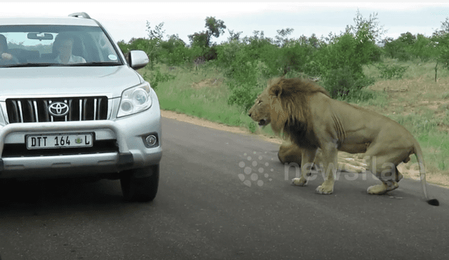 En YouTube se viralizó la reacción de león con turista que hacían safari.