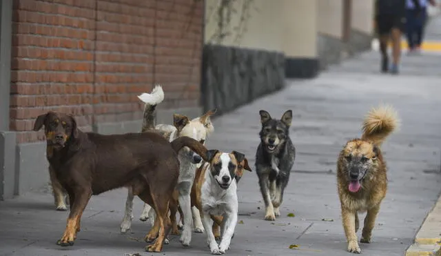 Arequipa: Detectan dos nuevos casos de rabia canina