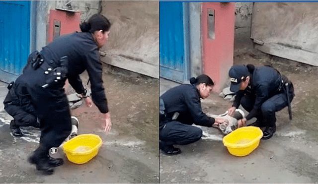 Policías peruanas usan ingenioso método para salvar la vida de mascota que fue envenenada [VIDEO]