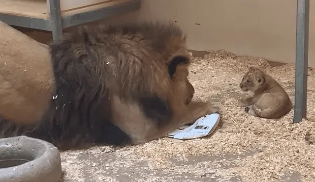 En YouTube, el enorme león tuvo un amoroso encuentro con su cría que fue grabado por sus cuidadores.