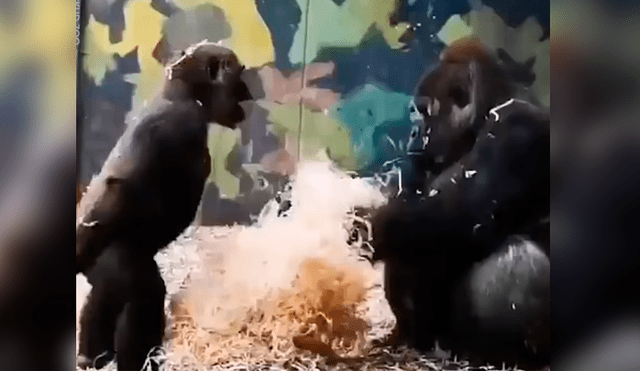 Mamá gorila se da cuenta del ‘berrinche’ de su hijo y tiene curiosa reacción que nadie imaginó [VIDEO]