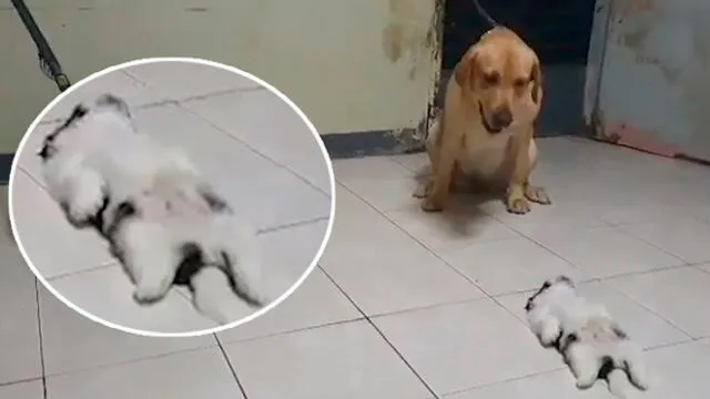 Desliza las imágenes para ver la emotiva reacción que tuvo un perro al ver a su compañero tumbado en el suelo. Foto: Press viral