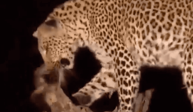 YouTube viral: leopardo captura a mono bebé y lo que hace con el animal sorprende al mundo [VIDEO]