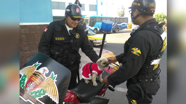 Serenos salvan de perderse a perrito que deambulaba por calles de Arequipa 