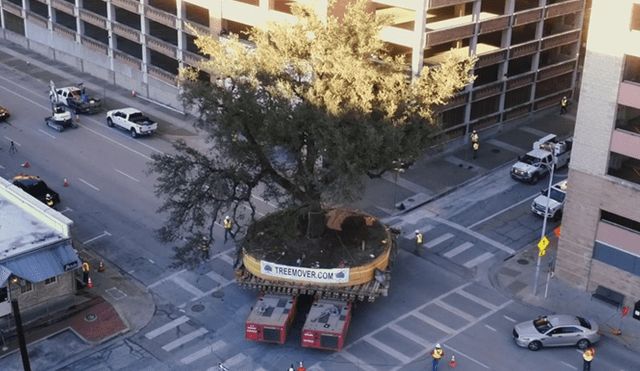 Enviromental Design se dedica a trasladar árboles de cientos de años en Austin, Texas.