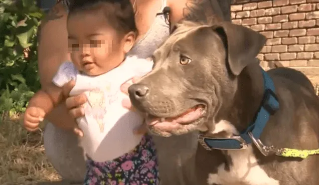 Pitbull alertó a familia e intentó salvar a bebé del fuego arrastrándola del pañal