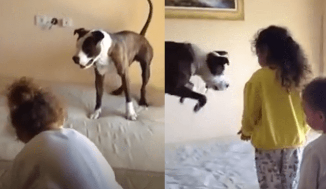 YouTube: niñas enseñan a saltar a su perro y él reacciona de insólita forma [VIDEO]