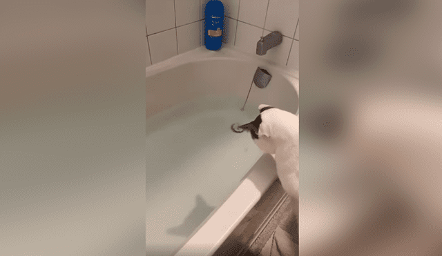 Desliza las imágenes hacia la izquierda para apreciar el inesperado comportamiento de un gato al ser bañado.