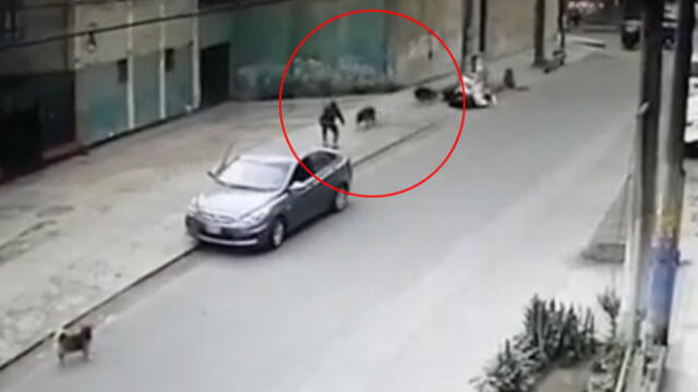 Hombre se detuvo con su auto luego de notar la presencia de las mascotas y atrajo con engaños a una de ellas. (Foto: Captura de video / América Noticias)