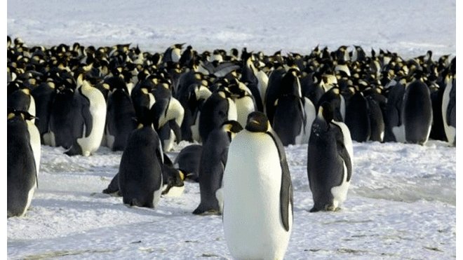Pingüinos emperador dejan de reproducirse por cambio climático en la Antártida