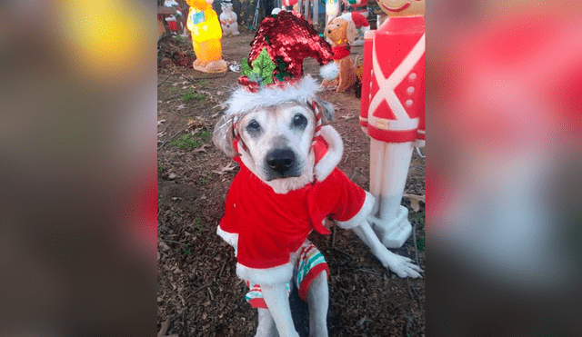 Desliza las imágenes para conocer a Lars, el perrito que abandonado debido a su avanzada edad. Foto: Facebook