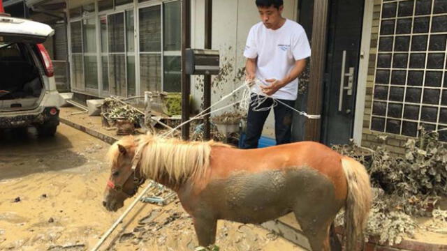 Japón: Indefensa pony es hallado con vida tras terribles inundaciones [FOTO]