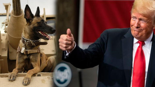 Donald Trump felicitó al perro que participó en la captura y muerte de Abu Bakr al Bagdadi. Foto: Composición