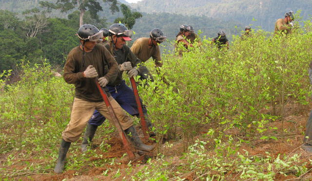 El Perú prevé reducir los cultivos de coca a la mitad hacia finales del 2021
