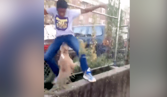 Facebook viral: furioso perro le da su merecido a chico que lo molestaba [VIDEO]