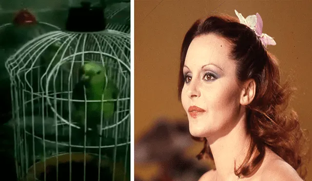 En Facebook, un pequeño pájaro interpretó junto a su dueña una famosa canción de Rocío Dúrcal.
