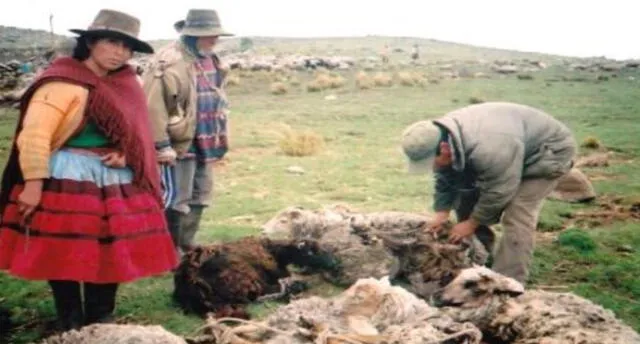 Jaurías de perros matan a 21 ovejas en menos de dos días en Juliaca.