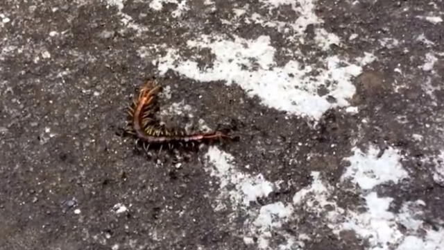 Facebook viral: pelea entre hormigas y ciempiés sorprende las redes por trágico final [VIDEO]