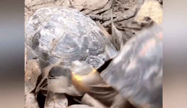 Tortuga intenta pelear con su compañero, pero solo recibe su duro desprecio [VIDEO]