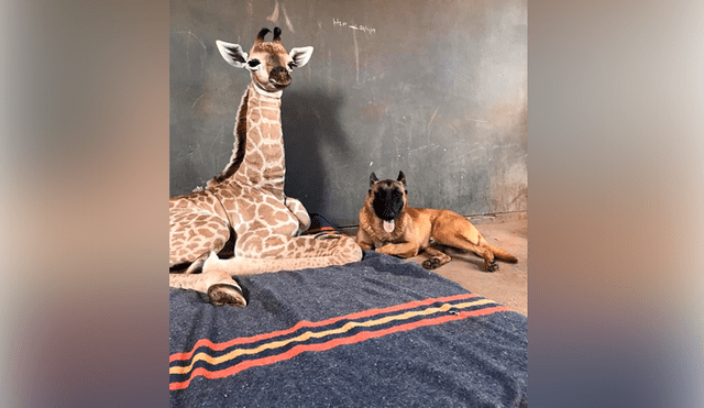 Desliza para ver las imágenes más tiernas de la fallecida jirafa Jazz.