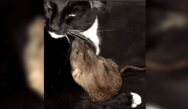La insólita relación entre el felino y el roedor ha dejado a más de uno con la boca abierta