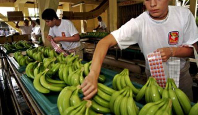 Establecen requisitos fitosanitarios para importación de plantas in vitro de plátano desde Brasil