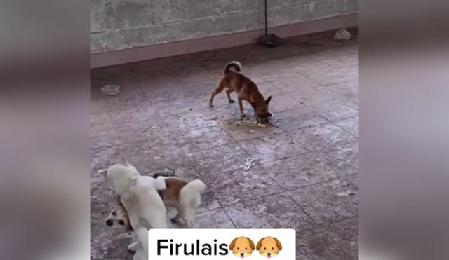 Desliza las imágenes para ver más sobre esta divertida escena entre un astuto can y otros dos perros 'egoistas'. Foto: captura de TikTok