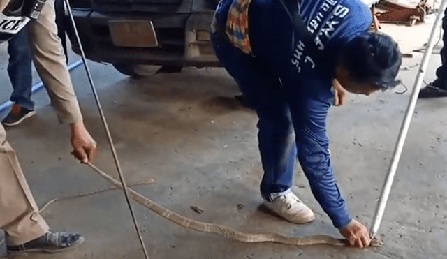Desliza hacia la izquierda para a la serpiente regurgitando un sapo. Escena viral de YouTube.