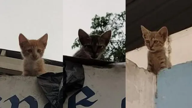 Buscan hogar para gatitos abandonados en parque de San Martín de Porres [FOTOS]