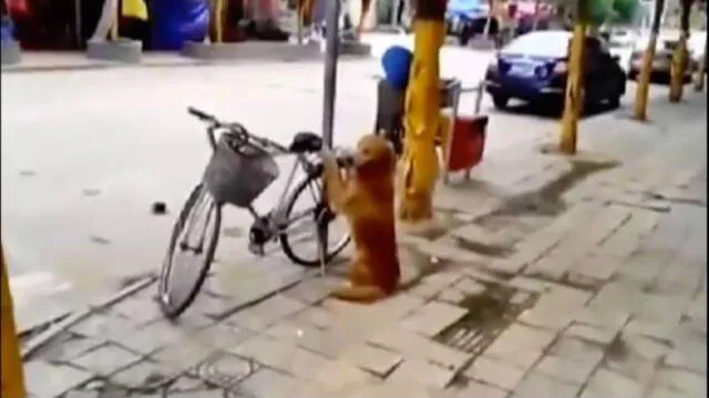 En Facebook, tierno perro asombra con técnica para cuidar bicicleta de su dueño