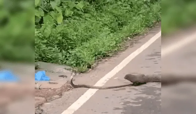 Desliza las imágenes para ver más detalles de esta feroz batalla entre una cobra y una mangosta. (Foto: captura / YouTube)