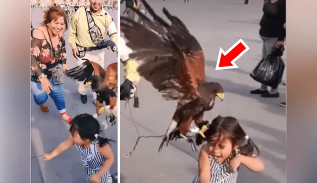 YouTube viral: enorme águila agarra a niña de los pelos y su madre se burla [VIDEO]