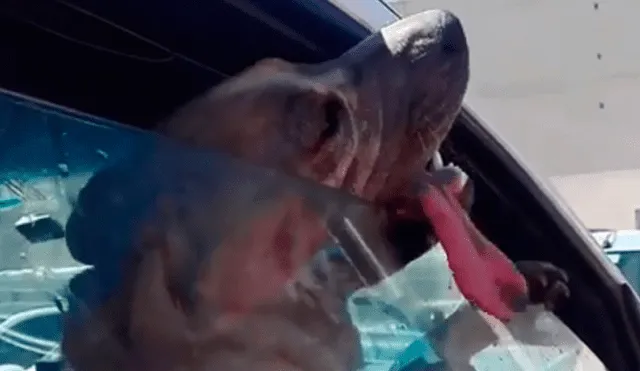 Transeúntes salvan a perro encerrado en un carro bajo fuerte ola de calor
