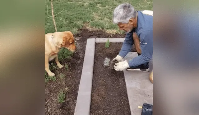 En Facebook se hizo viral la increíble habilidad de un perro para ayudar a su dueño en las labores del jardín.