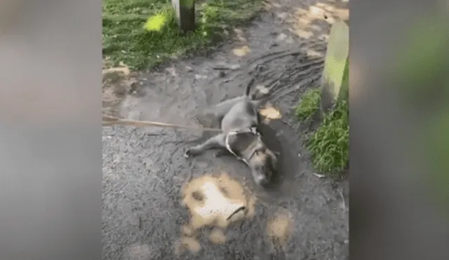 Video es viral en TikTok. Mujer grabó el peculiar comportamiento que tiene su perro cada vez que lo lleva de regreso a casa después de sacarlo a pasear. Fotocaptura: YouTube