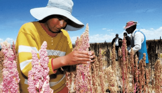 Huancavelica: Buscan masificar el cultivo de la quinua con nueva variedad
