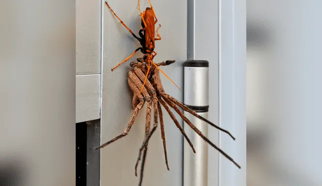 Solo uno de los insectos salió victorioso mientras al otro le deparó un trágico final. Foto: captura