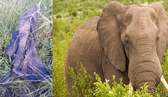 Cazador de rinocerontes muere atacado por un elefante y leones devoran su cuerpo