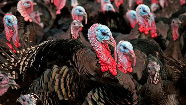 En Estados Unidos es una tradición comer pavo en el Día de Acción de Gracias. Foto: Referencial