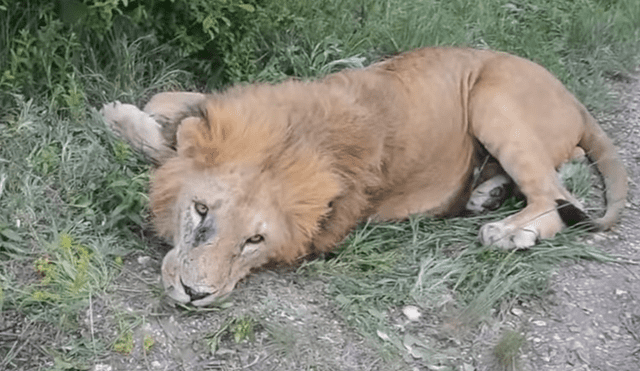 YouTube viral: cuidador de leones encuentra a felino que cuidó de bebé, se acerca y este tiene inesperada reacción.