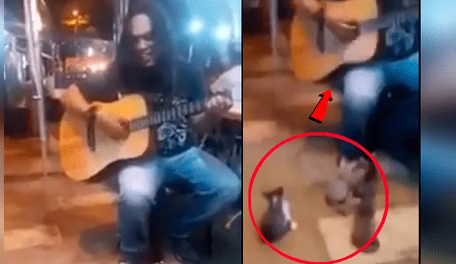 Facebook viral: Gatos se vuelven público de cantante callejero que es ignorado por todos [VIDEO]