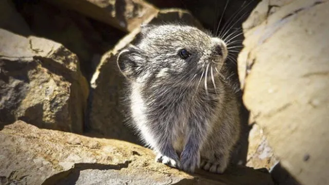 Australia declara a un roedor como el primer mamífero extinguido por cambio climático