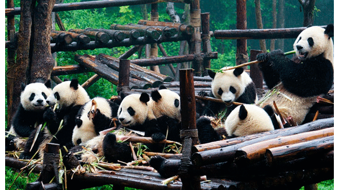 China envió dos osos panda a zoológico de Copenhague en Dinamarca