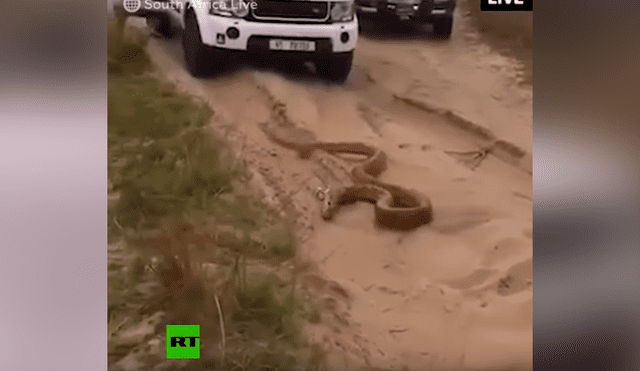Turistas tratan de escapar de hambrienta serpiente, sin sospechar que reptil haría lo impensado [VIDEO]