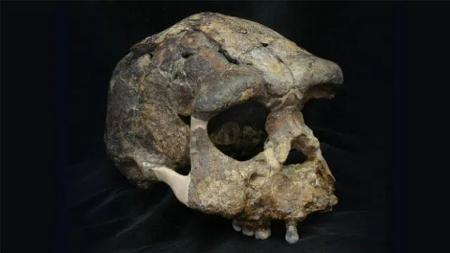 Cráneo de un Homo Erectus, el posible ancestro misterioso que sugiere la investigación. Foto: Hisao Baba / Munseo Nacional de Naturaleza e Historia.