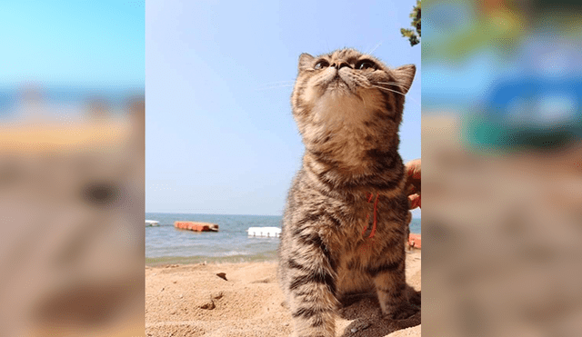 En Facebook, un pequeño gato visitó una maravillosa playa junto a su dueña y demostró su felicidad.