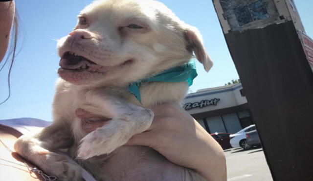 Instagram: Conoce a Tucker, el "perro murciélago" que encandila con su peculiar sonrisa 